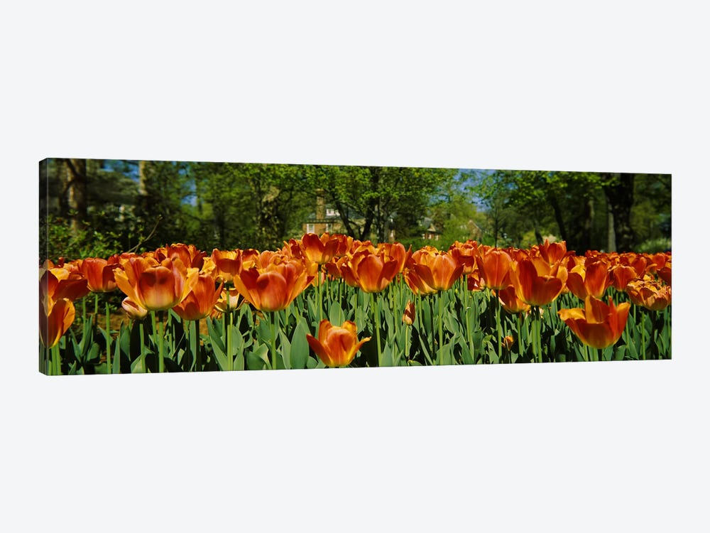 Tulip flowers in a garden, Sherwood Gardens, Baltimore, Maryland, USA #2 by Panoramic Images 1-piece Canvas Artwork