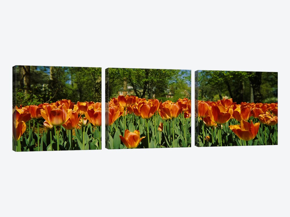 Tulip flowers in a garden, Sherwood Gardens, Baltimore, Maryland, USA #2 by Panoramic Images 3-piece Canvas Artwork