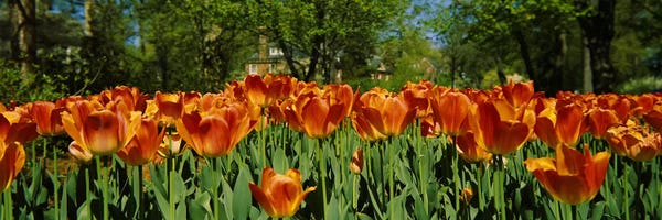 Maryland: Tulip flowers in a garden, Sherwood Gardens, Baltimore, Maryland, USA #2 by Panoramic Images