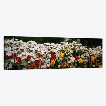 Flowers in a garden, Sherwood Gardens, Baltimore, Maryland, USA Canvas Print #PIM5901} by Panoramic Images Canvas Print