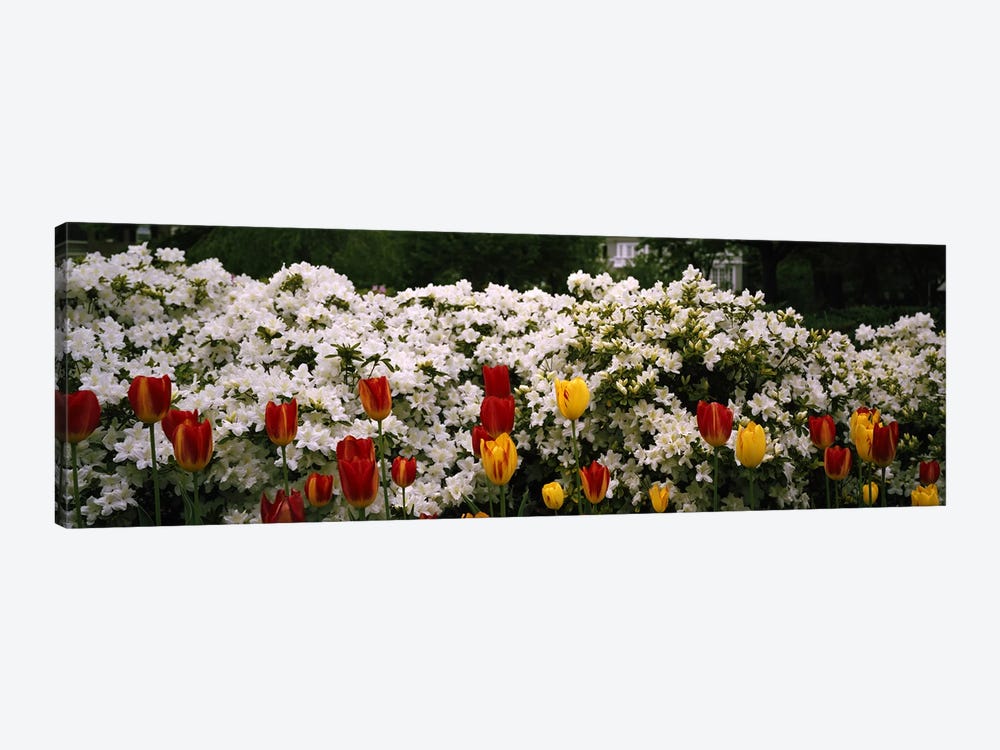 Flowers in a garden, Sherwood Gardens, Baltimore, Maryland, USA by Panoramic Images 1-piece Art Print