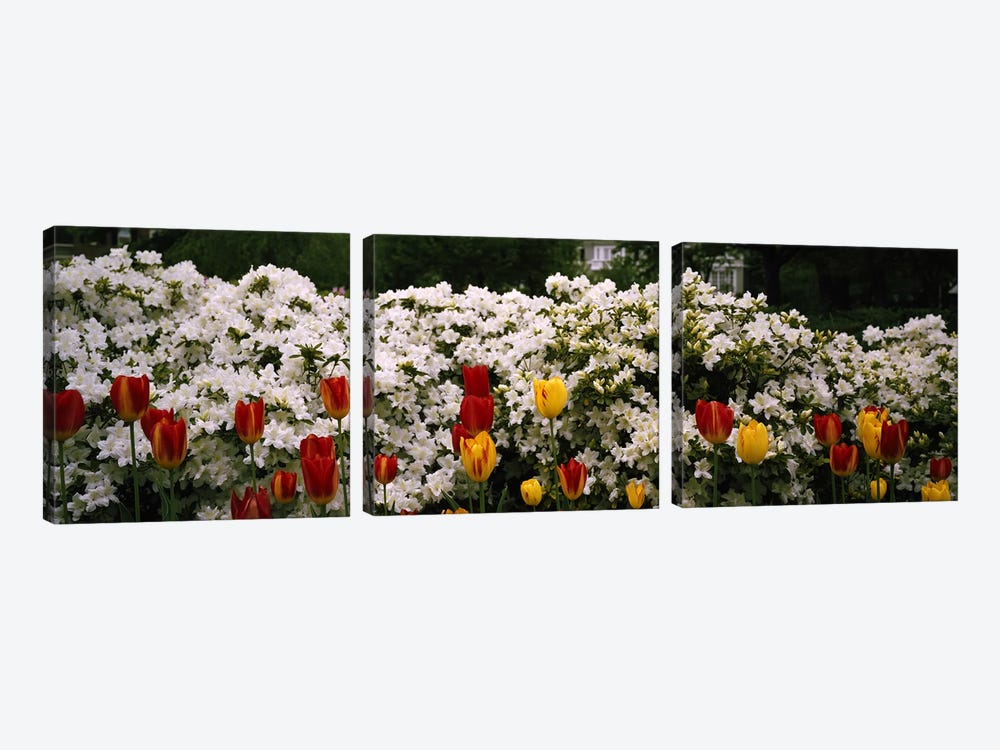 Flowers in a garden, Sherwood Gardens, Baltimore, Maryland, USA by Panoramic Images 3-piece Canvas Print