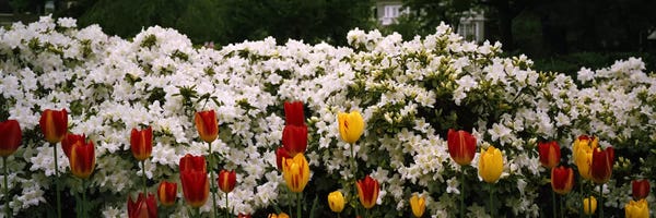 Maryland: Flowers in a garden, Sherwood Gardens, Baltimore, Maryland, USA by Panoramic Images