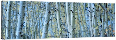 Aspen trees in a forest, Rock Creek Lake, California, USA #2 Canvas Art Print - Aspen Tree Art