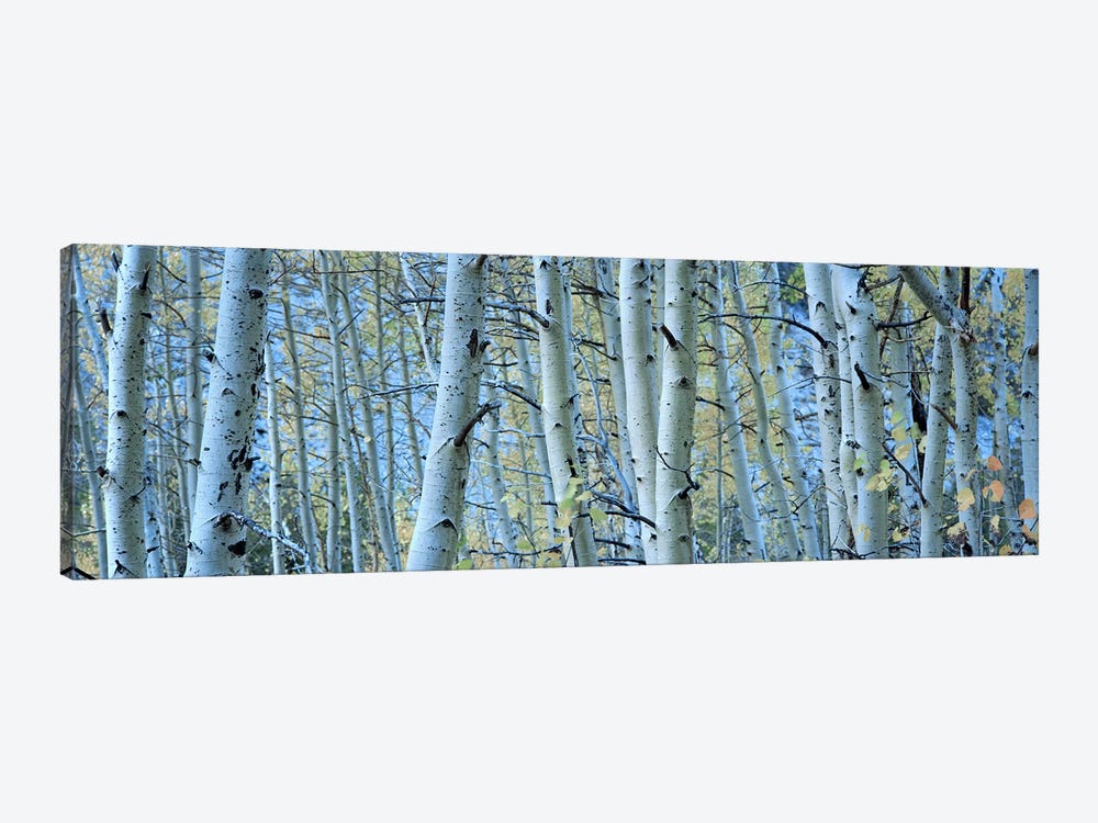 Aspen trees in a forest, Rock Creek Lake, California, USA #2 by Panoramic Images 1-piece Canvas Print