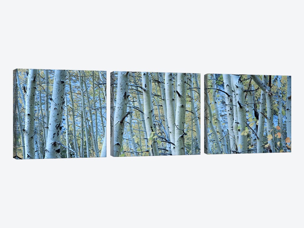 Aspen trees in a forest, Rock Creek Lake, California, USA #2 by Panoramic Images 3-piece Canvas Art Print