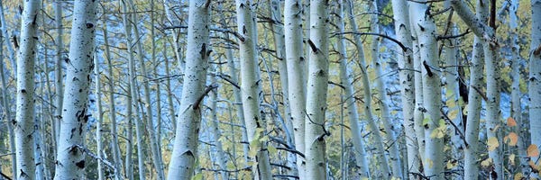 Nature Close-Ups: Aspen trees in a forest, Rock Creek Lake, California, USA #2 by Panoramic Images
