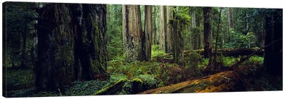Trees in a forest, Hoh Rainforest, Olympic National Park, Washington State, USA Canvas Art Print - Panoramic Photography