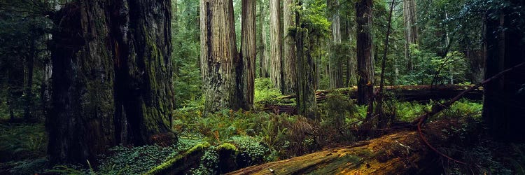 Trees in a forest, Hoh Rainforest, Olympic National Park, Washington State, USA