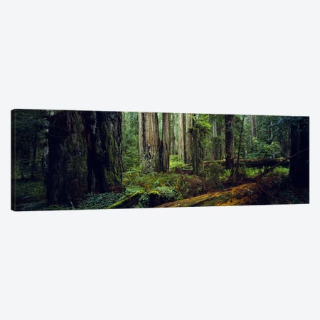 Trees in a forest, Hoh Rainforest, Olympic National Park, Washington State, USA Canvas Print #PIM5941} by Panoramic Images Art Print
