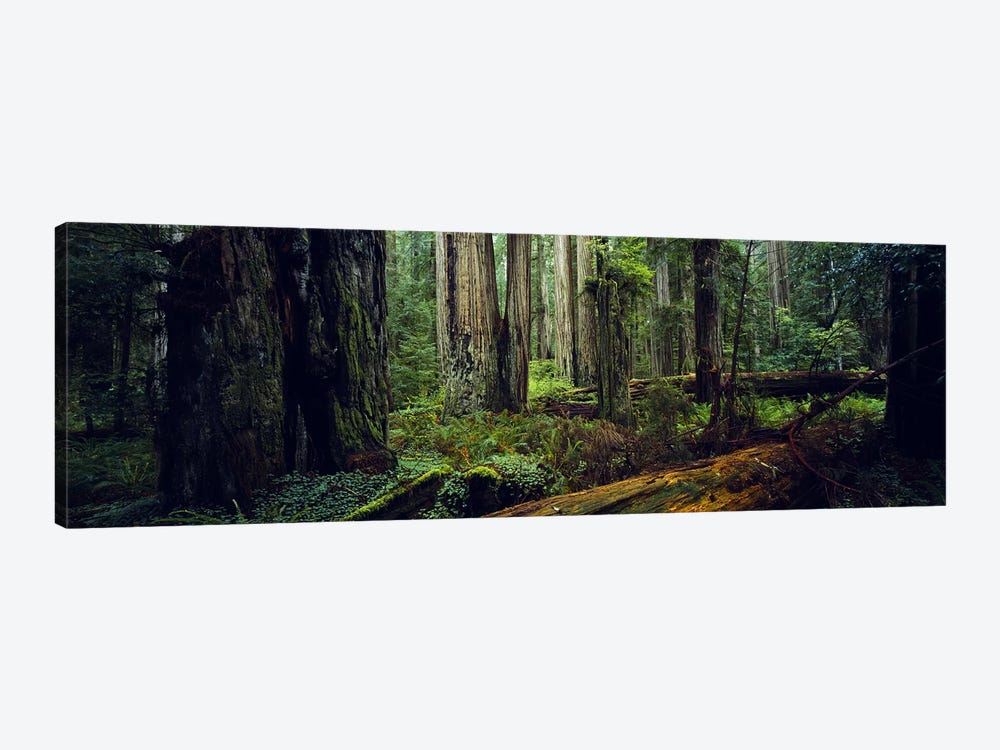 Trees in a forest, Hoh Rainforest, Olympic National Park, Washington State, USA by Panoramic Images 1-piece Canvas Print