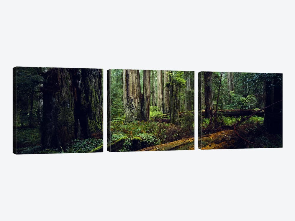 Trees in a forest, Hoh Rainforest, Olympic National Park, Washington State, USA by Panoramic Images 3-piece Canvas Art Print