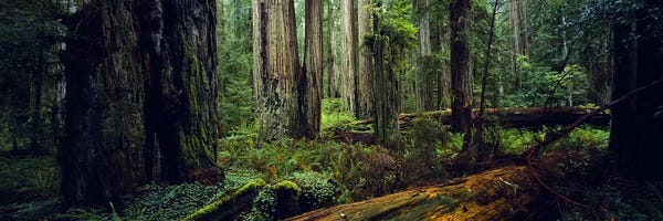 Large Photography - Canvas Prints: Trees in a forest, Hoh Rainforest, Olympic National Park, Washington State, USA by Panoramic Images