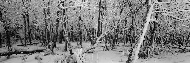 Snow covered trees in a forest, Alberta, Canada