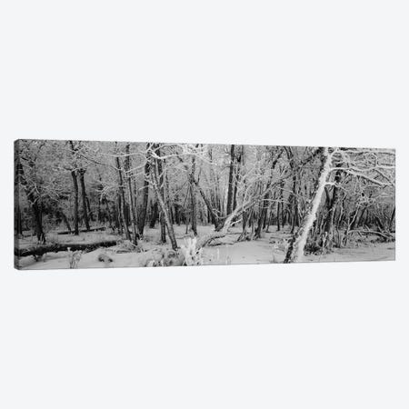Snow covered trees in a forest, Alberta, Canada Canvas Print #PIM5947} by Panoramic Images Canvas Artwork