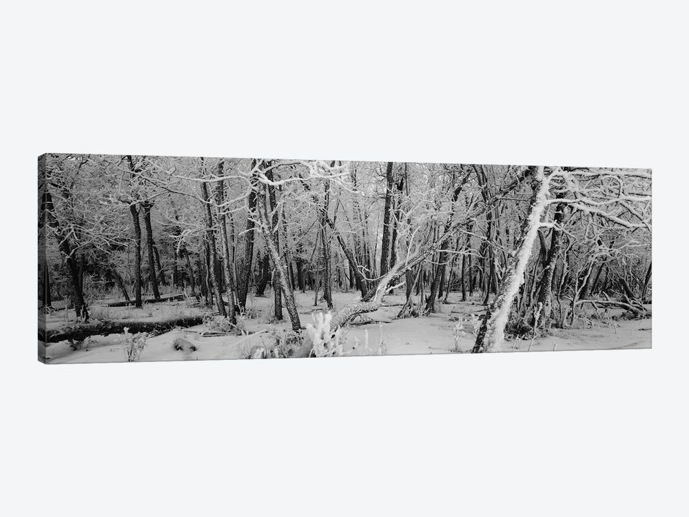 Snow covered trees in a forest, Alberta, Canada by Panoramic Images 1-piece Canvas Art Print