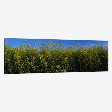Canola flowers in a field, Edmonton, Alberta, Canada Canvas Print #PIM5948} by Panoramic Images Canvas Art Print