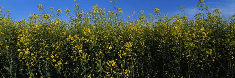 Canola flowers in a field, Edmonton, Alberta, Canada