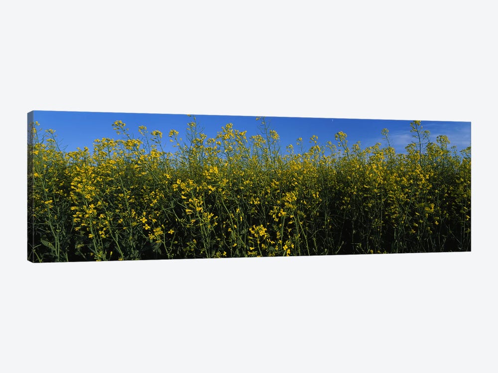 Canola flowers in a field, Edmonton, Alberta, Canada by Panoramic Images 1-piece Canvas Wall Art