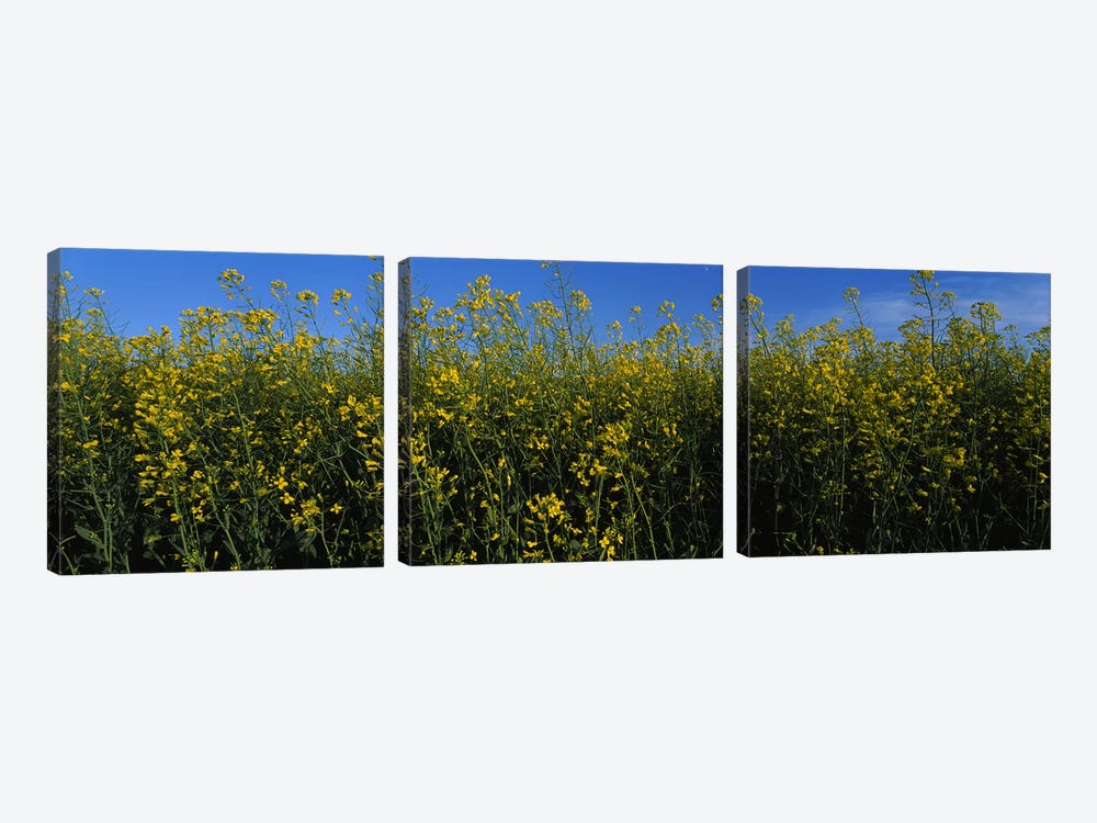 Canola flowers in a field, Edmonton, Alberta, Canada by Panoramic Images 3-piece Canvas Art