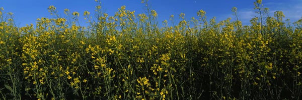 Alberta: Canola flowers in a field, Edmonton, Alberta, Canada by Panoramic Images