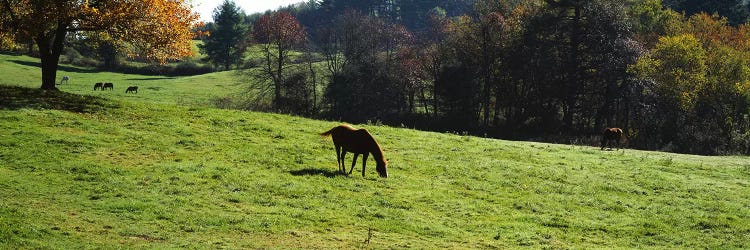 Horses grazing in a field, Kent County, Michigan, USA