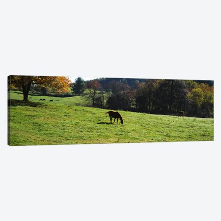 Horses grazing in a field, Kent County, Michigan, USA Canvas Print #PIM5961} by Panoramic Images Canvas Print