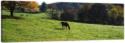 Horses grazing in a field, Kent County, Michigan, USA Canvas Art Print