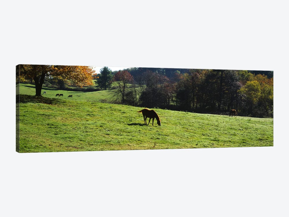 Horses grazing in a field, Kent County, Michigan, USA by Panoramic Images 1-piece Canvas Art Print