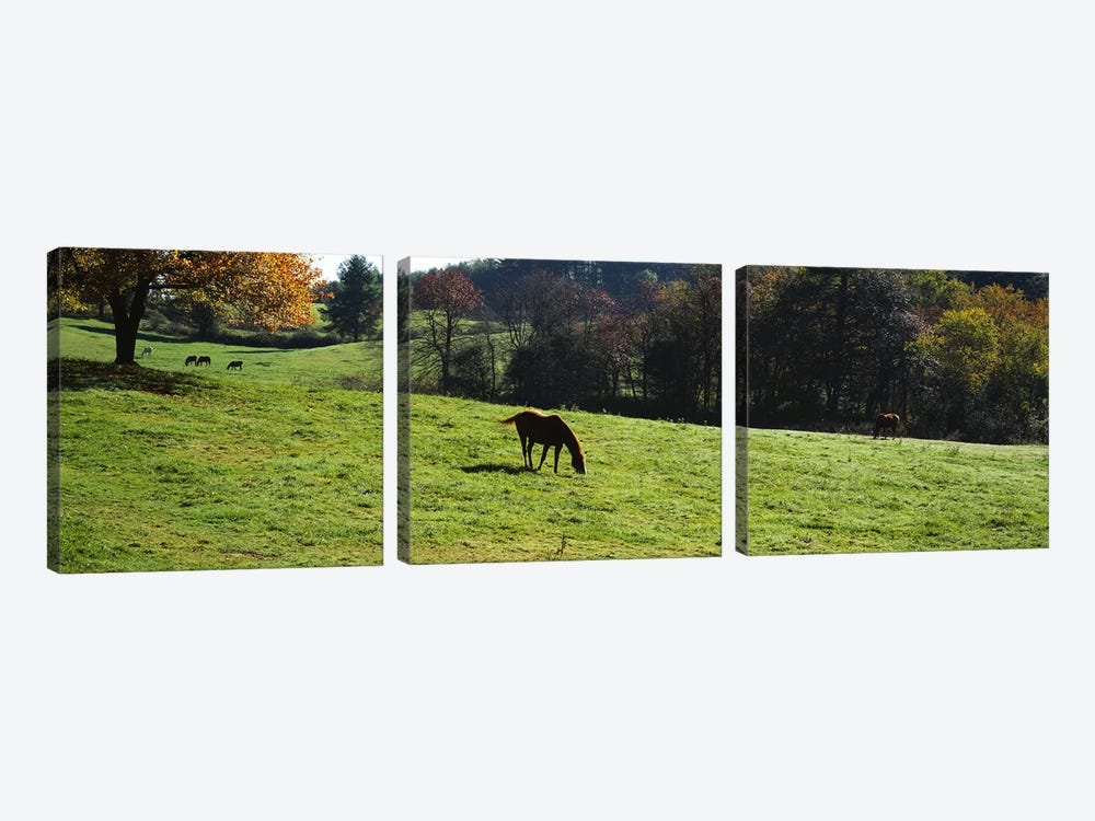 Horses grazing in a field, Kent County, Michigan, USA by Panoramic Images 3-piece Canvas Print