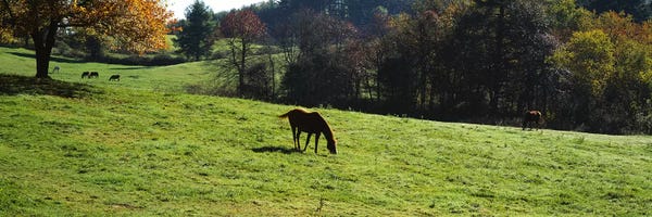 Michigan: Horses grazing in a field, Kent County, Michigan, USA by Panoramic Images