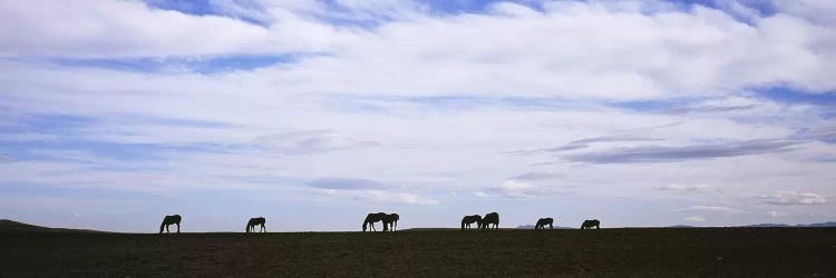 Silhouette of horses in a fieldMontana, USA