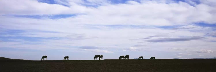 Silhouette of horses in a fieldMontana, USA