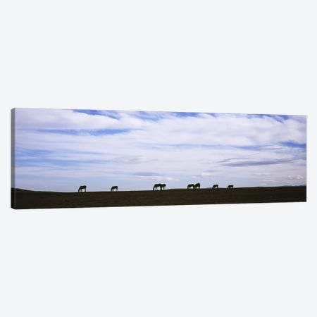 Silhouette of horses in a fieldMontana, USA Canvas Print #PIM5975} by Panoramic Images Canvas Art Print