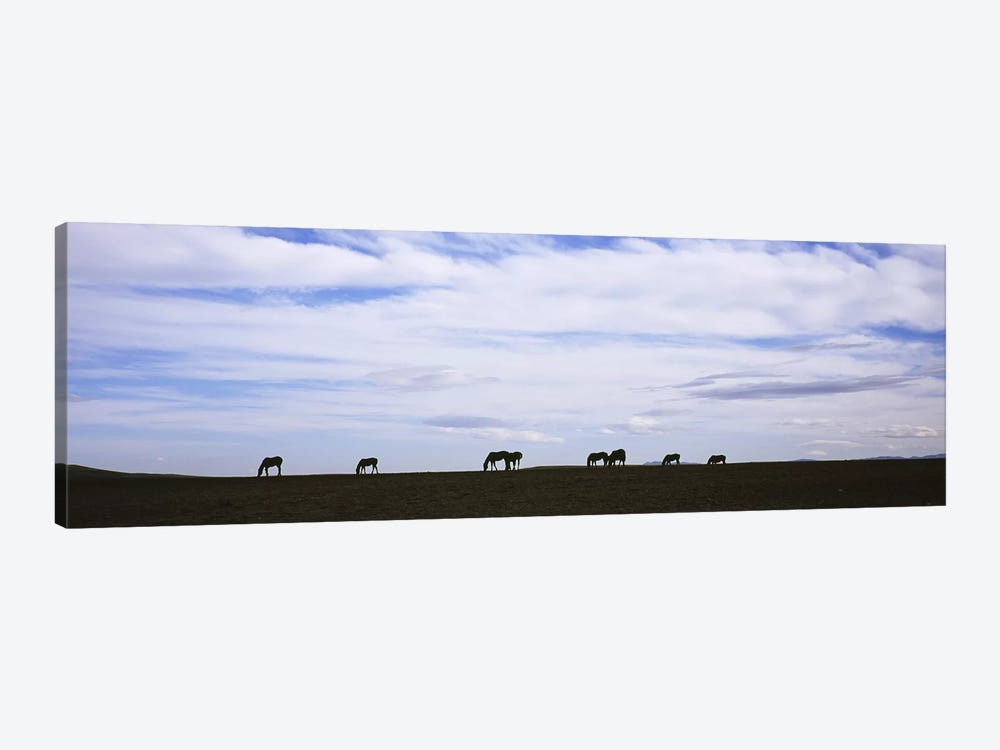 Silhouette of horses in a fieldMontana, USA by Panoramic Images 1-piece Canvas Artwork