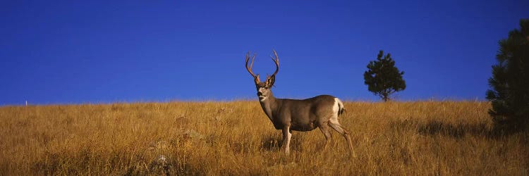 Side profile of a Mule deer standing in a fieldMontana, USA