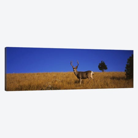 Side profile of a Mule deer standing in a fieldMontana, USA Canvas Print #PIM5976} by Panoramic Images Canvas Art Print