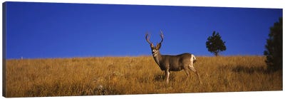 Side profile of a Mule deer standing in a fieldMontana, USA Canvas Art Print - Deer Art