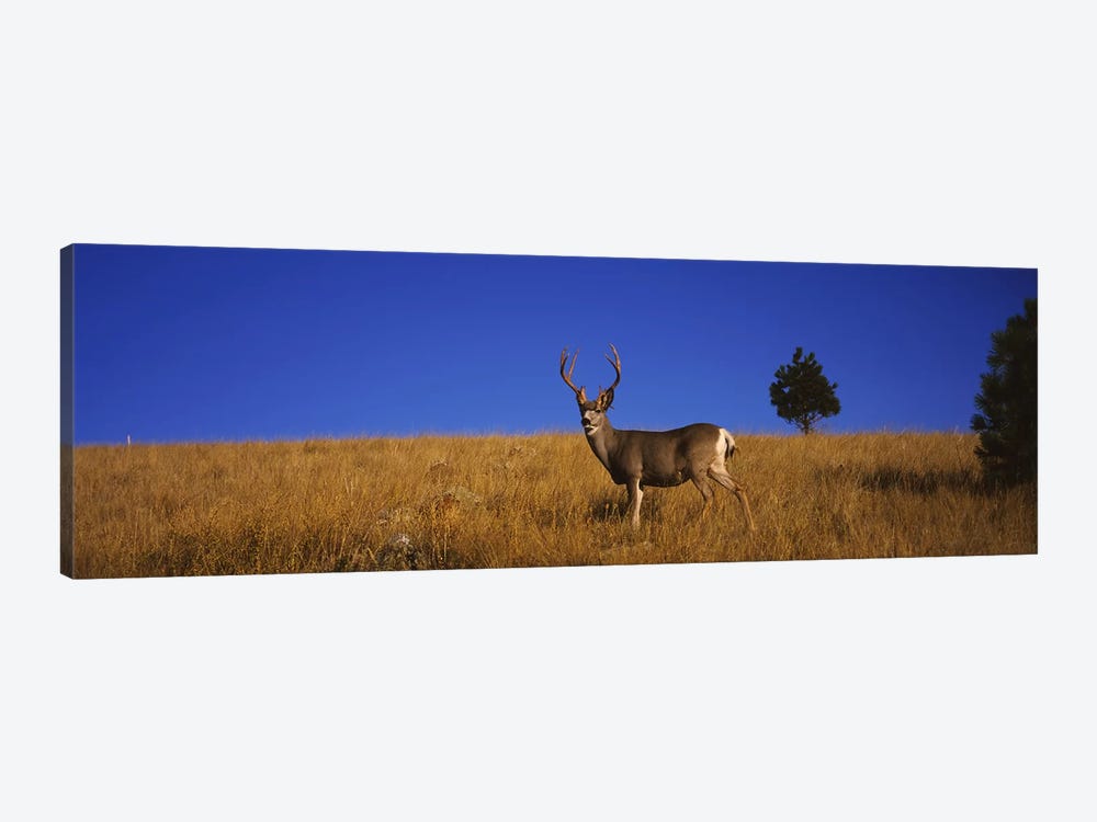 Side profile of a Mule deer standing in a fieldMontana, USA by Panoramic Images 1-piece Canvas Art Print