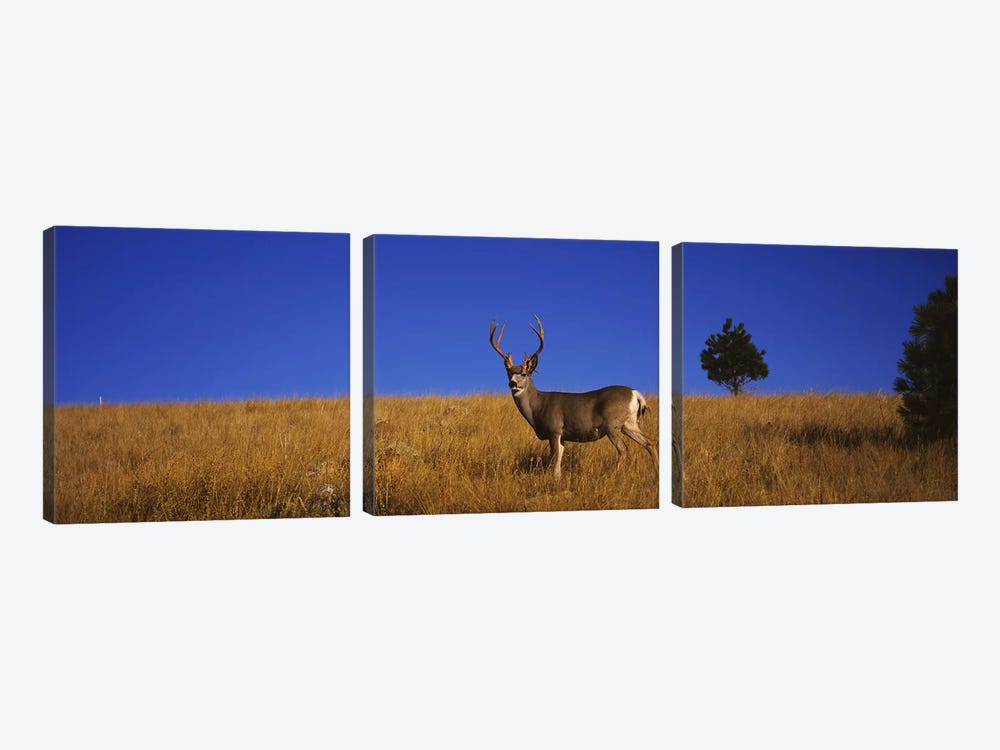 Side profile of a Mule deer standing in a fieldMontana, USA by Panoramic Images 3-piece Canvas Print