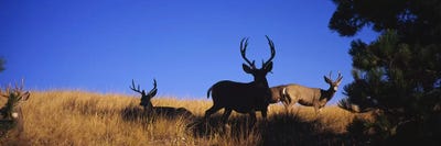Five Mule deer in a fieldMontana, USA by Panoramic Images canvas print