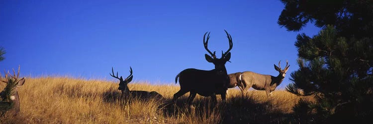 Five Mule deer in a fieldMontana, USA