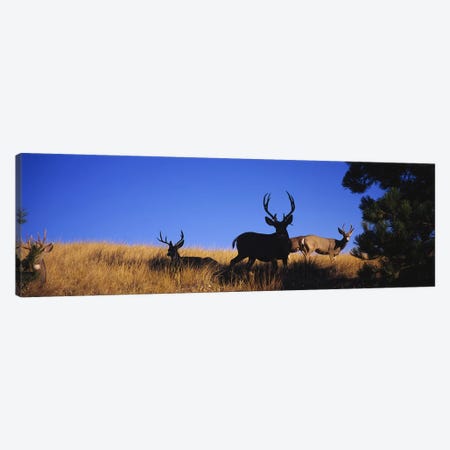 Five Mule deer in a fieldMontana, USA Canvas Print #PIM5977} by Panoramic Images Art Print
