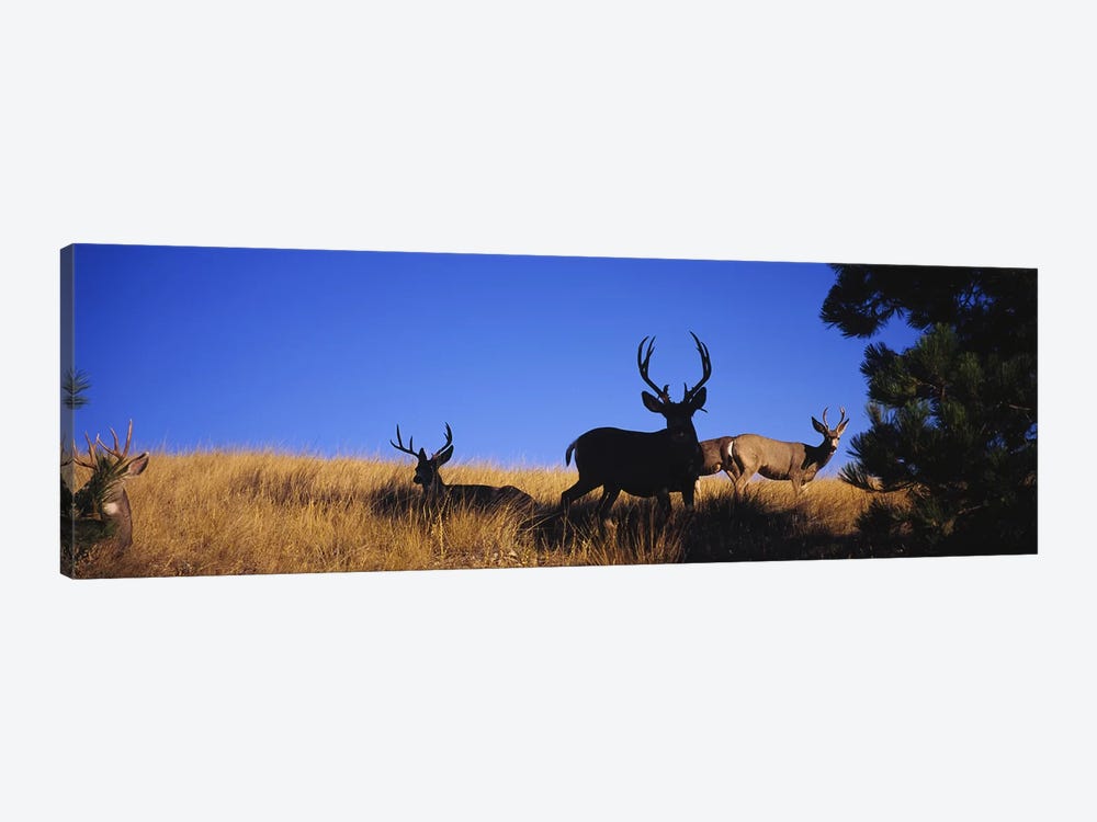 Five Mule deer in a fieldMontana, USA by Panoramic Images 1-piece Canvas Art