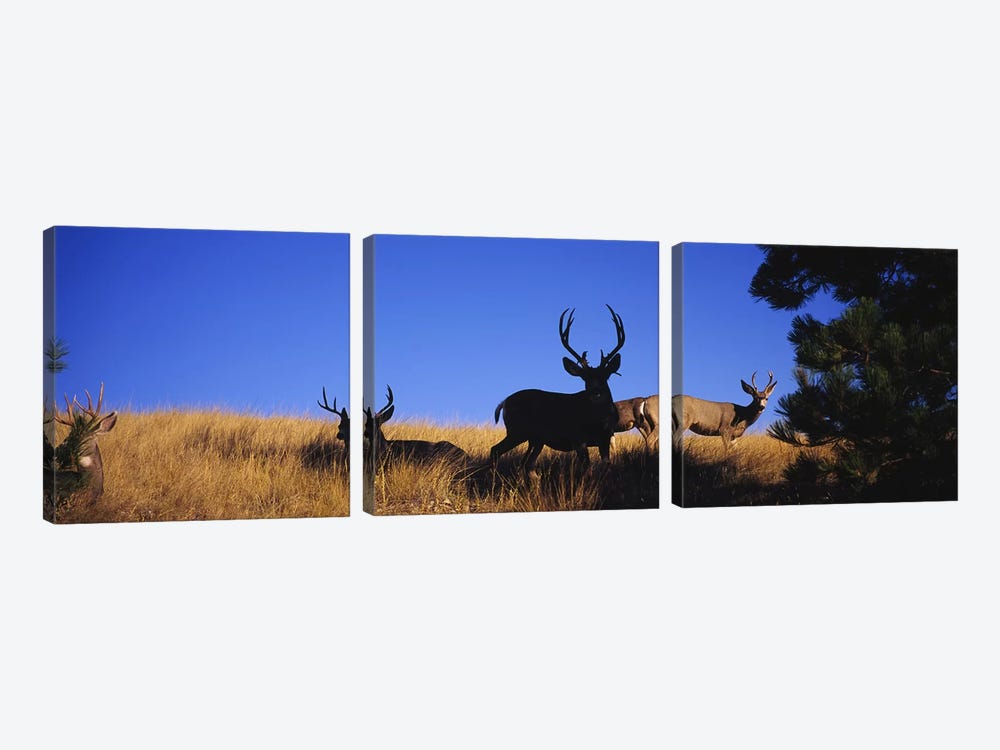 Five Mule deer in a fieldMontana, USA by Panoramic Images 3-piece Canvas Art