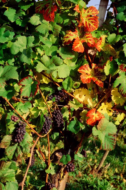 Fresh Grapes In A Vineyard, Near Lake Constance, Germany