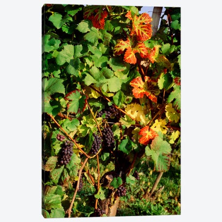 Fresh Grapes In A Vineyard, Near Lake Constance, Germany Canvas Print #PIM598} by Panoramic Images Canvas Artwork