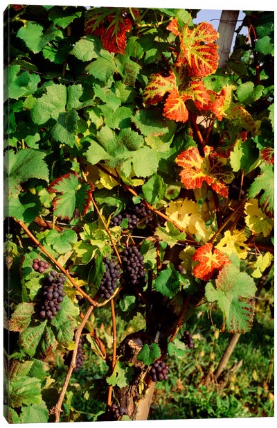 Fresh Grapes In A Vineyard, Near Lake Constance, Germany Canvas Art Print - Vineyard Art