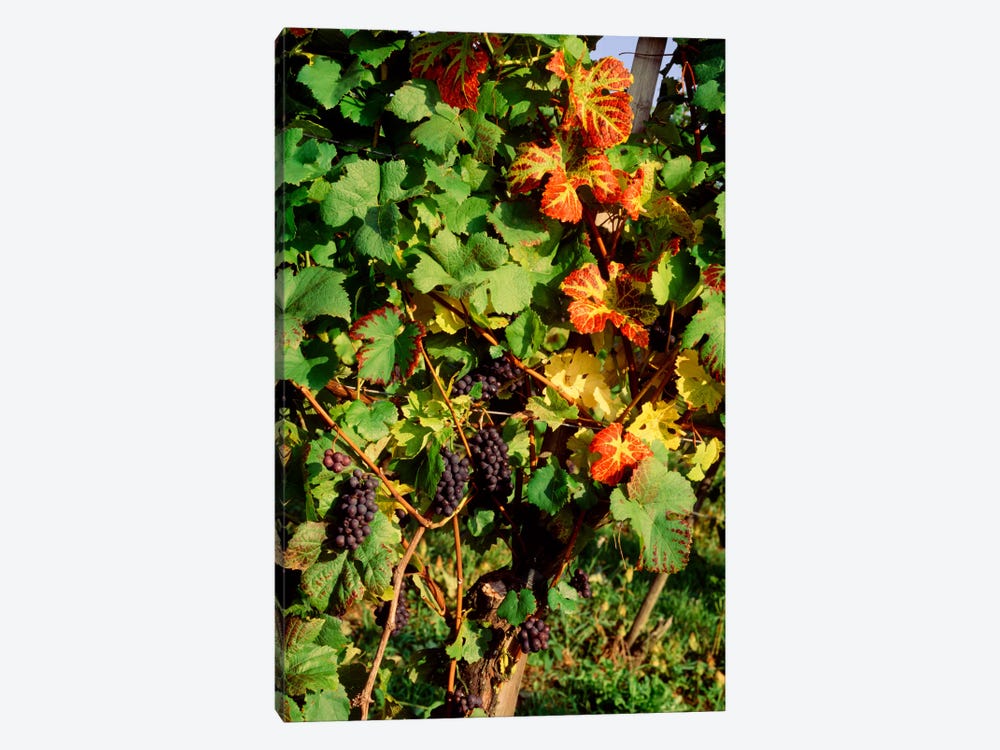 Fresh Grapes In A Vineyard, Near Lake Constance, Germany by Panoramic Images 1-piece Art Print