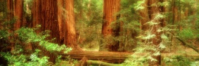 Coastal Redwoods, Muir Woods National Monument, Marin County, California, USA by Panoramic Images framed canvas print